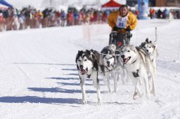 Lenk 2013